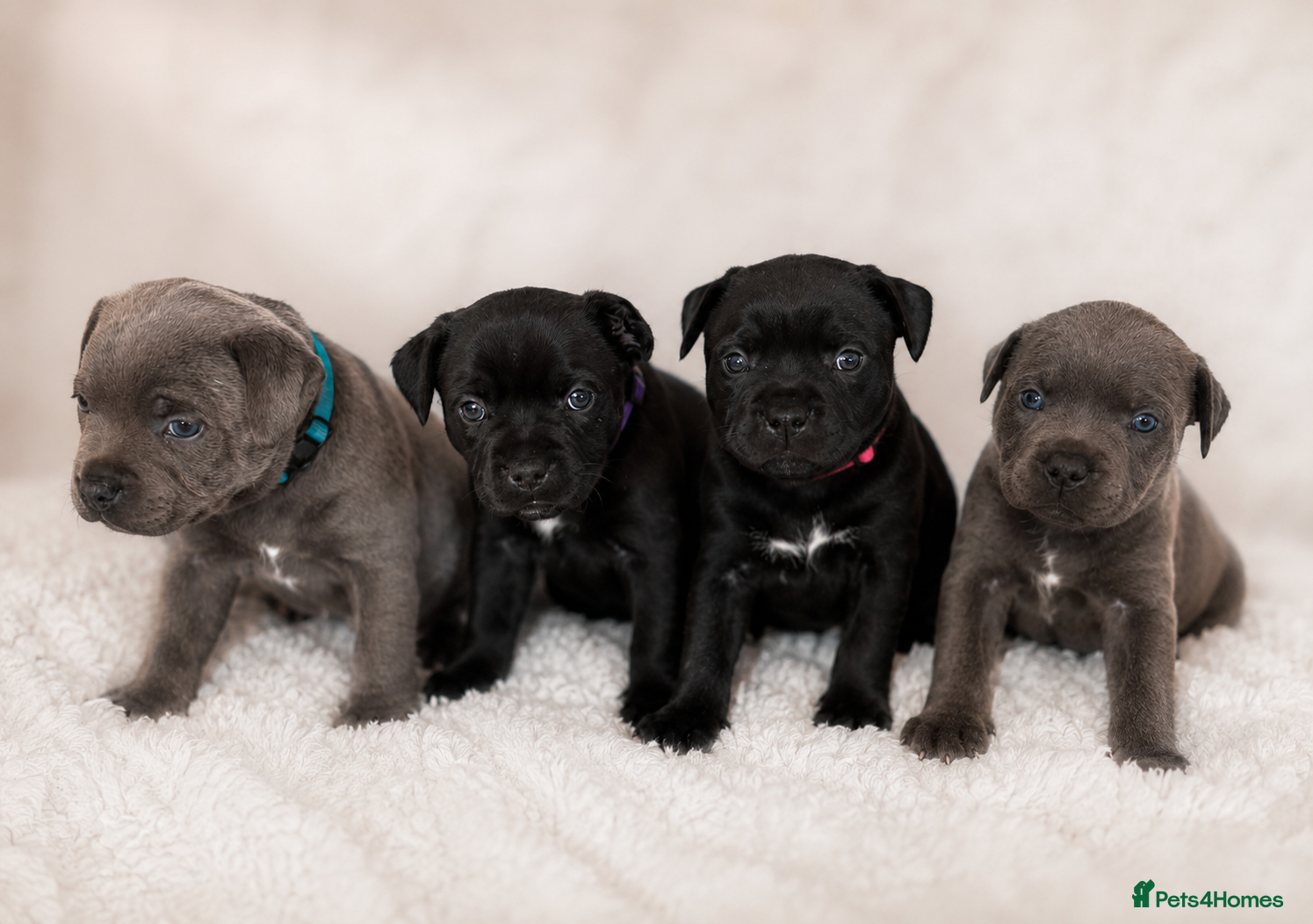Staffordshire Bull Terrier dogs KC REG CHAMPION Staffordshire bull terrier puppies - Advert 16