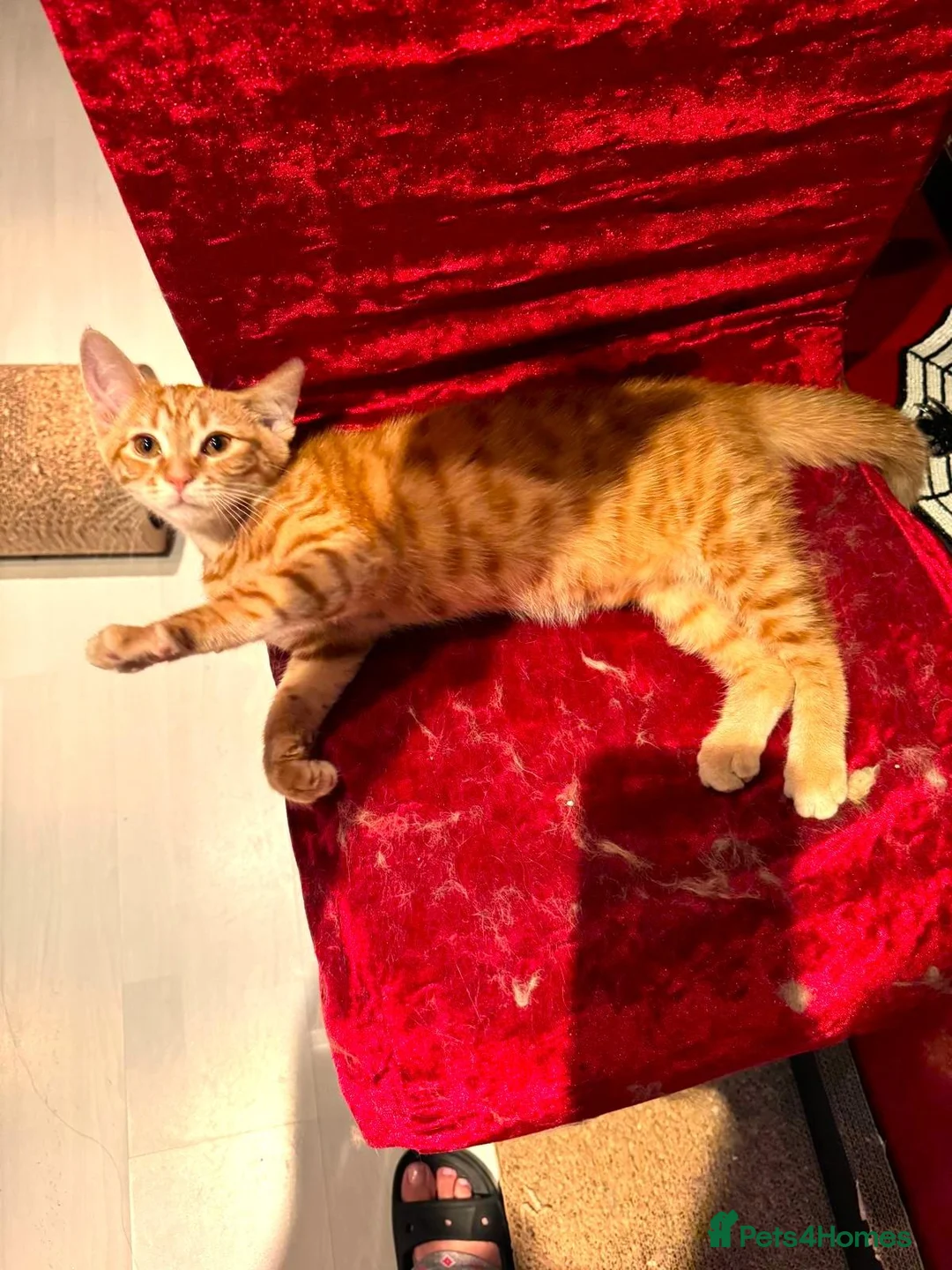 Mixed Breed cats for sale: Gorgeous Gingers– Vaccinated + 4 Weeks Insurance - Advert 7