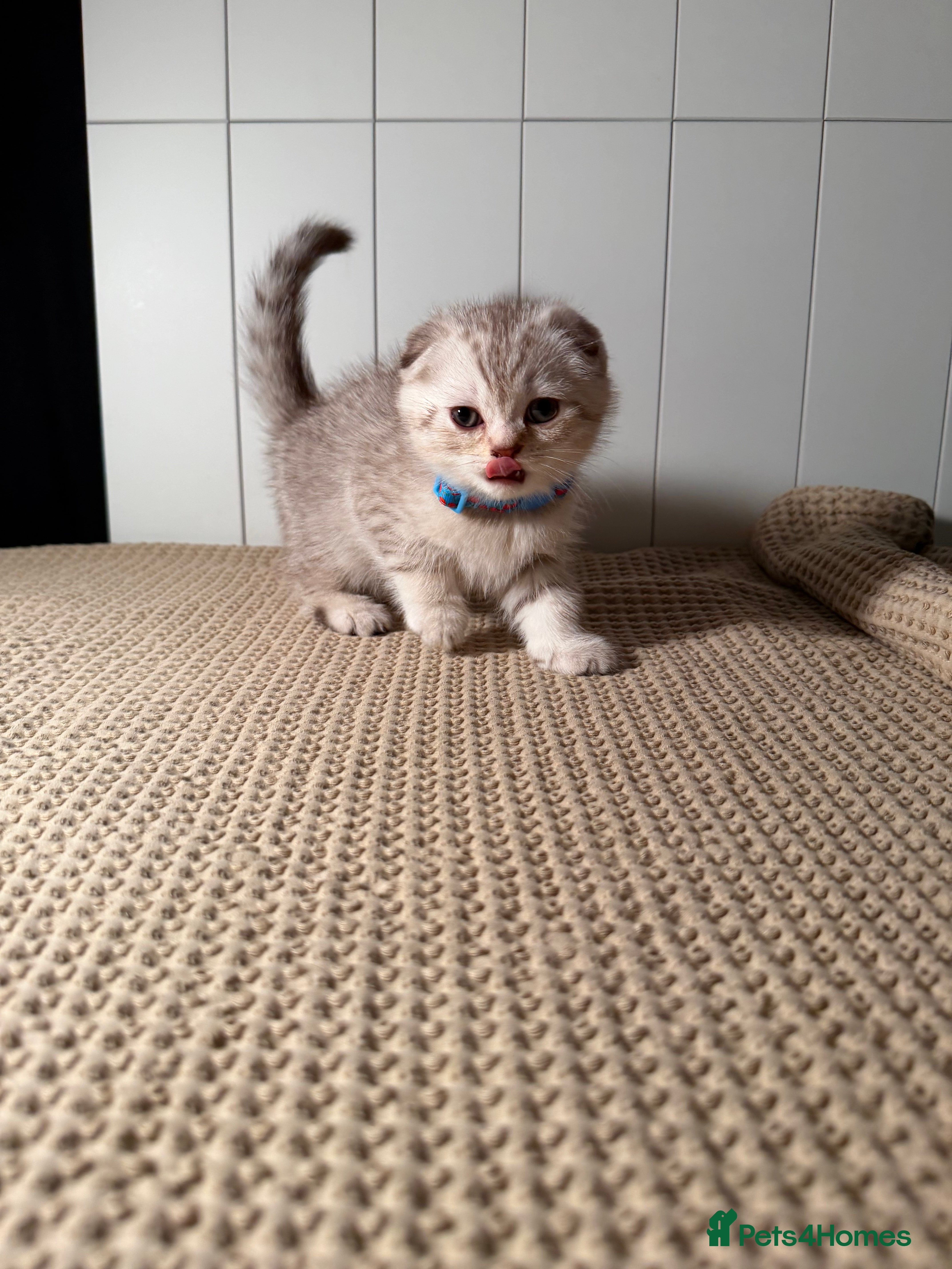 Scottish Fold cats ⭐️ Beautiful Scottish Folds ⭐️ - Advert 1