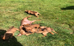 Lakeland Terrier dogs for sale: Lakeland terrier puppies - Image 10