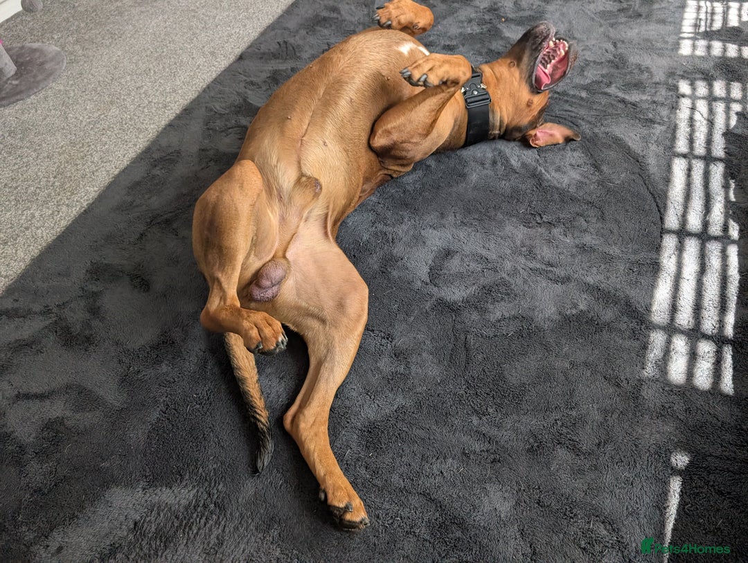 Mixed Breed dogs for sale: Lex 2 year old boy - Image 2