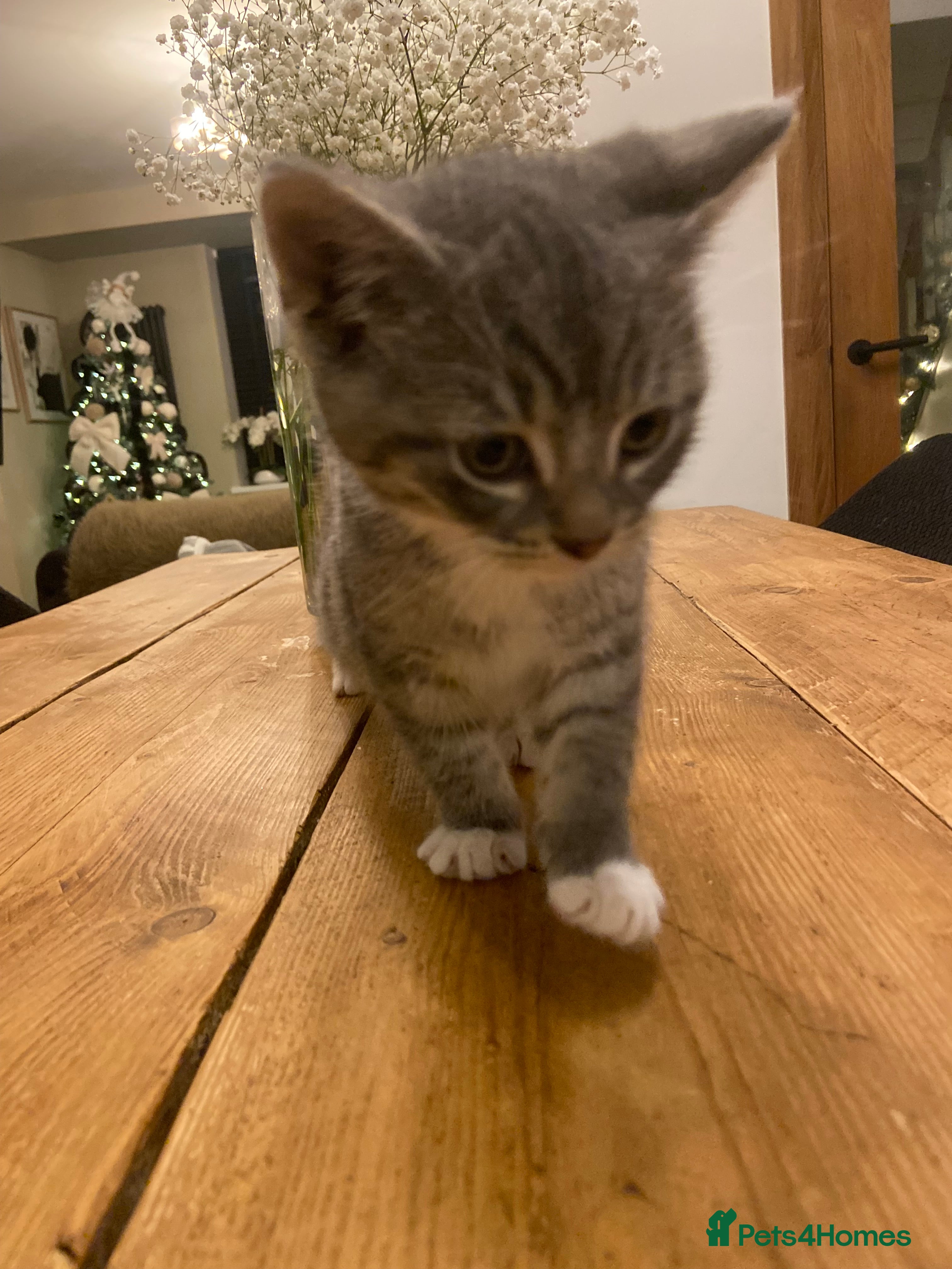 Mixed Breed cats Beautiful little boy needing his forever home  - Advert 2