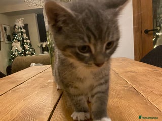 Mixed Breed cats Beautiful little boy needing his forever home - Advert 1