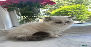 Ragdoll cats - Advert 3