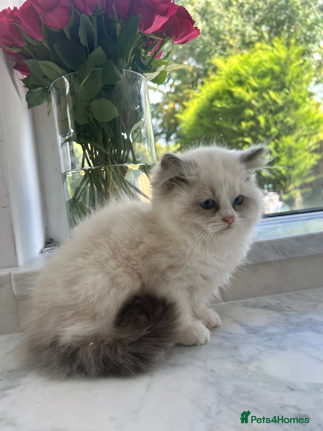 Ragdoll cats for sale: Chunky Kittens Available  - Image 2