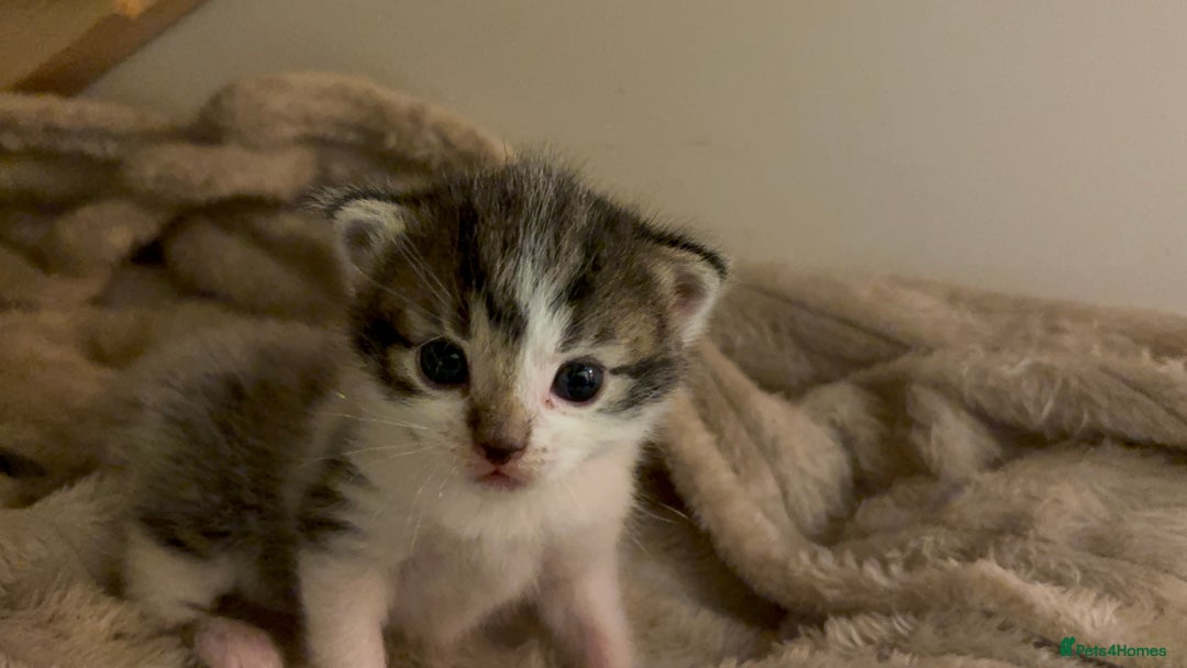 British Shorthair cats for sale: 1 boy and 1 girl - Advert 13