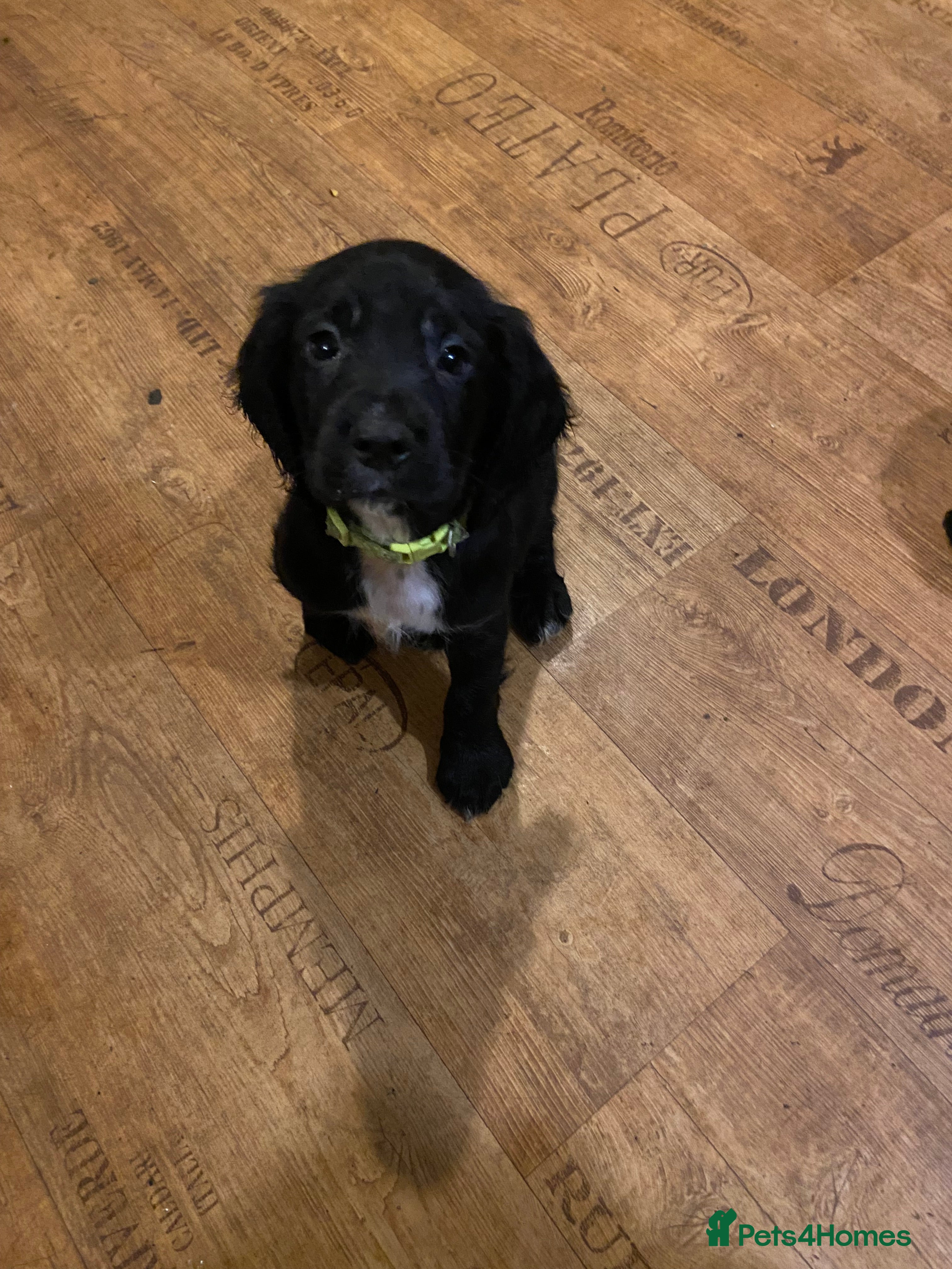 Cocker Spaniel dogs (1 boy available 🐶) working cocker spaniels - Advert 1