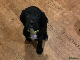 Cocker Spaniel dogs (1 boy available 🐶) working cocker spaniels - Advert 1