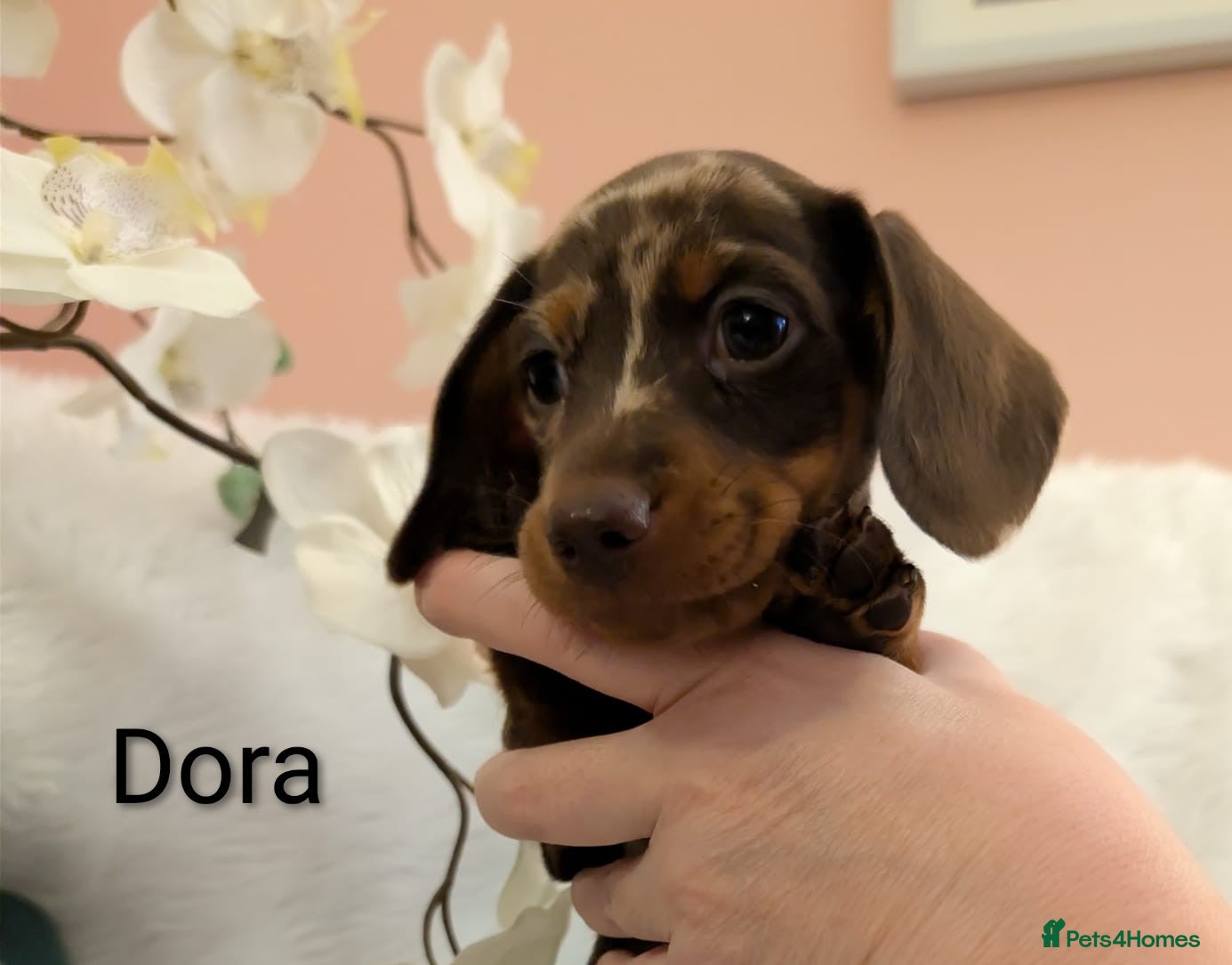 Miniature Dachshund dogs Miniature Dachshund Ready Now - Advert 18