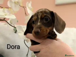 Miniature Dachshund dogs Miniature Dachshund Ready Now - Advert 18