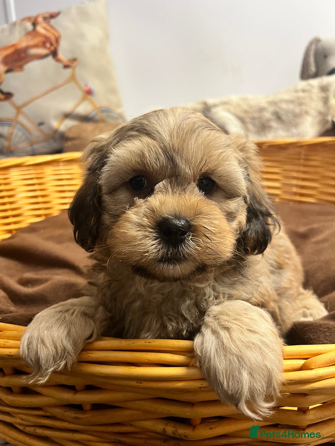Shihpoo dogs for sale: gorgeous handsome litter  - Image 5