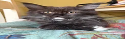 Maine Coon cats for sale: Gorgeous ChampionRussian line XL Mainecoon kittens - Advert 22