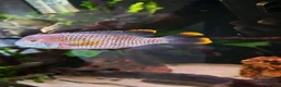 Cichlids fish for sale: Green terrors and jack dempsy cichlid for sale  in Birmingham - Advert 2