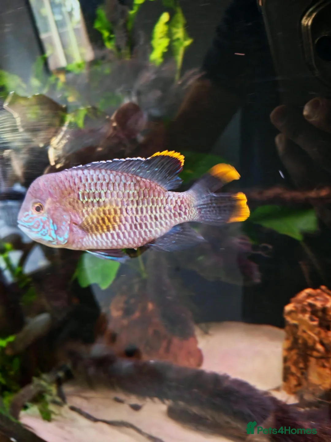 Cichlids fish for sale: Green terrors and jack dempsy cichlid for sale  in Birmingham - Advert 2