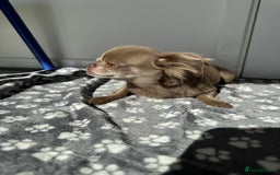 Chihuahua dogs for sale: Long haired lilac chihuahua girl - Image 11