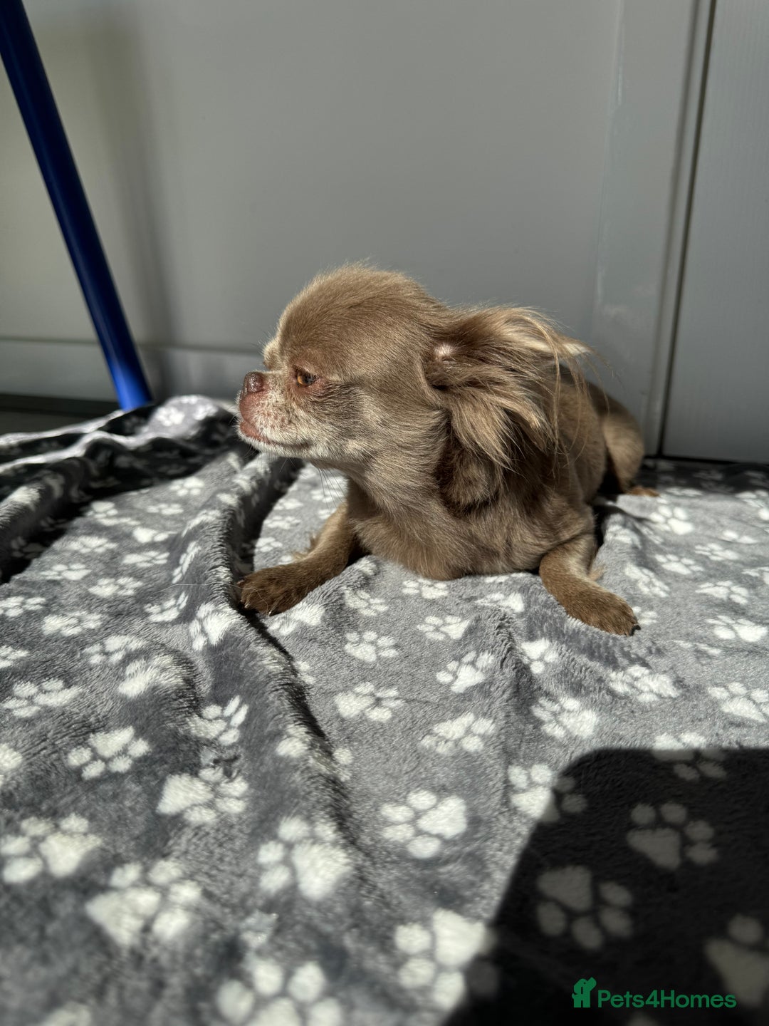 Chihuahua dogs for sale: Long haired lilac chihuahua girl - Image 11