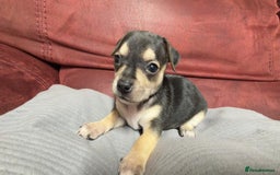 Chihuahua dogs for sale: Chihuahua Boys  - Image 18