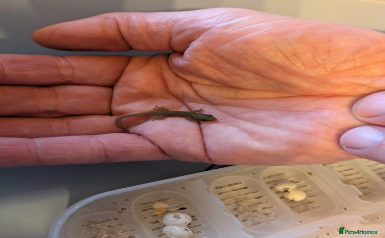 Gecko reptiles - Advert 1