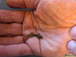 Gecko reptiles - Advert 18