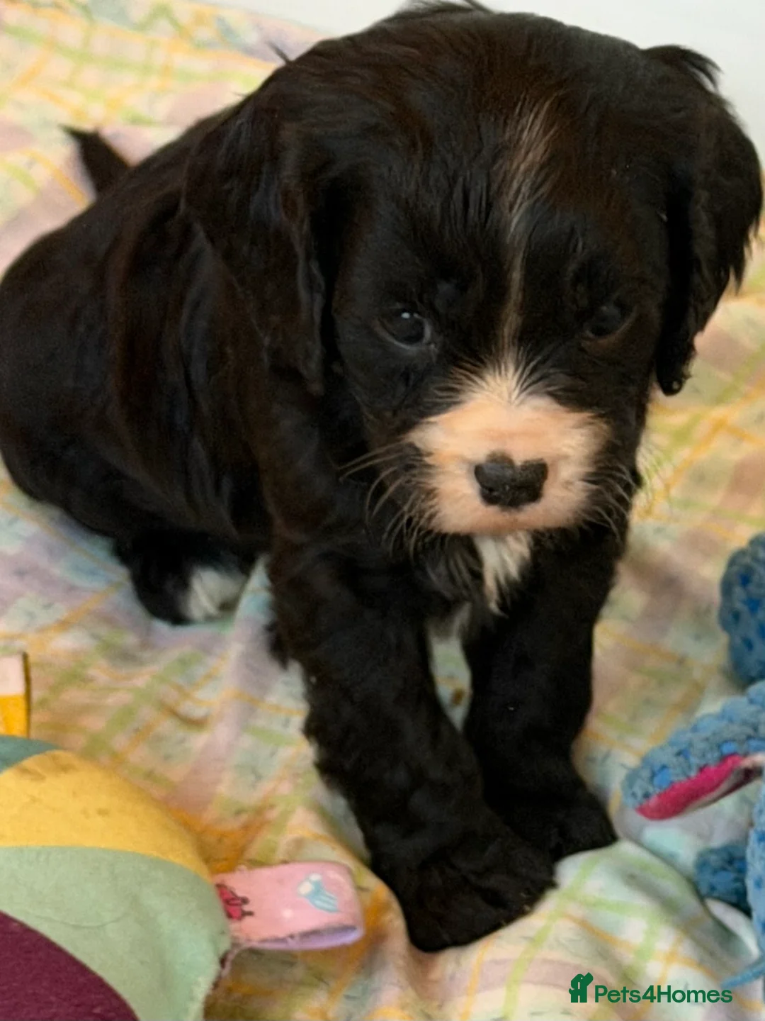 Cavapoo dogs for sale: Stunning cavapoo puppies ready 9th January  - Advert 19