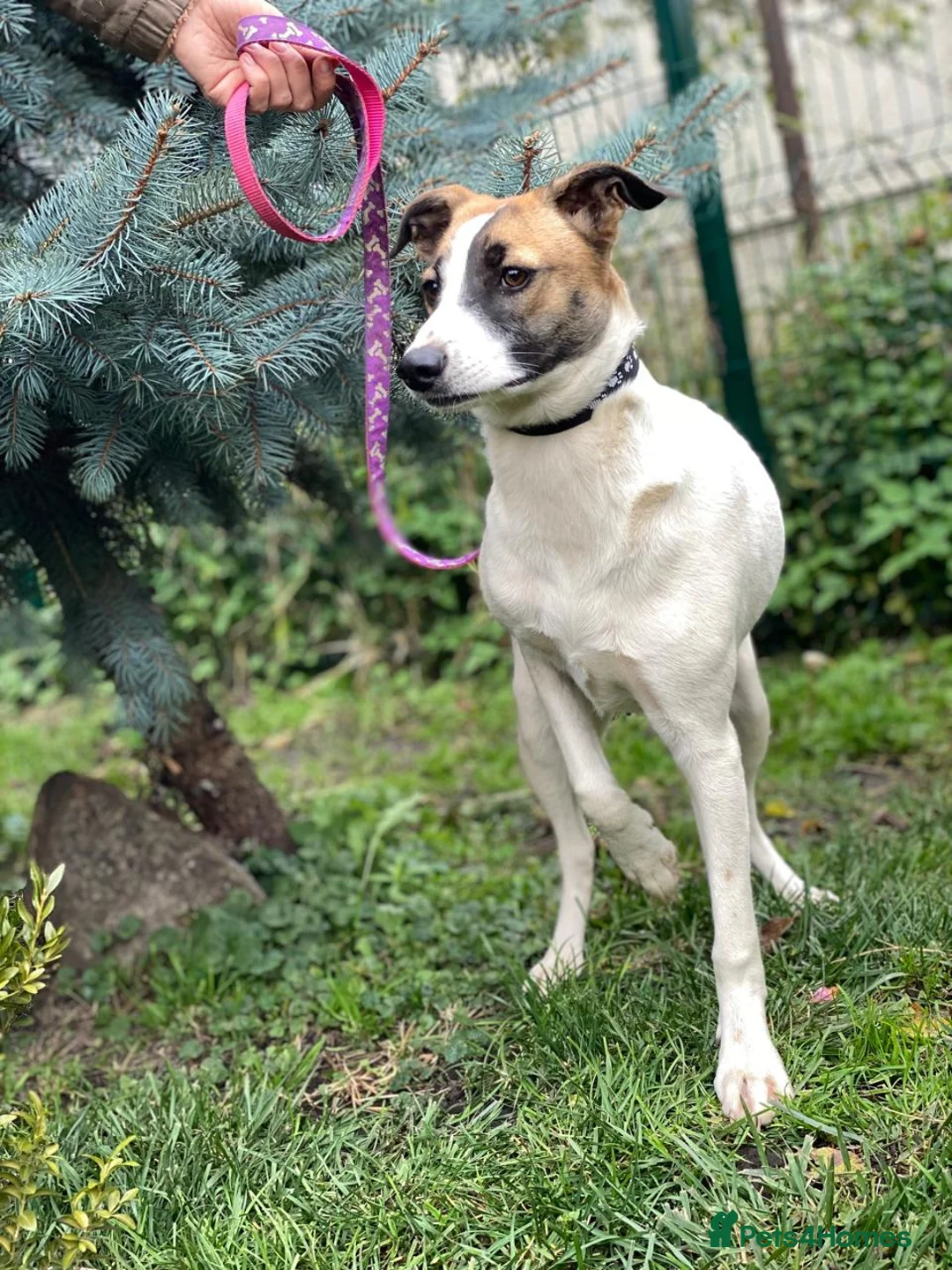 Mixed Breed dogs for adoption: ❤️ZAYKA❤️ 11 months, Playful Spirit, Loving Heart - Advert 6