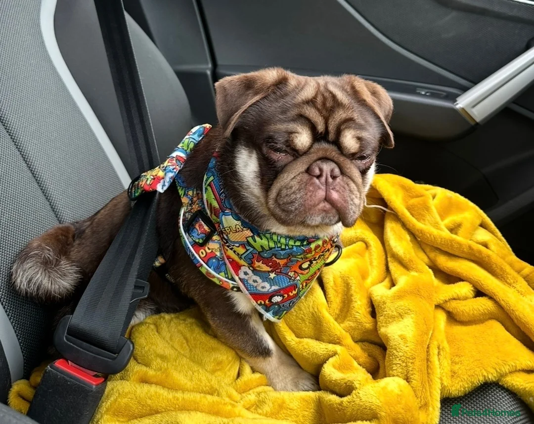 Pug dogs for stud: Mrs Lynne dalton  - Advert 2