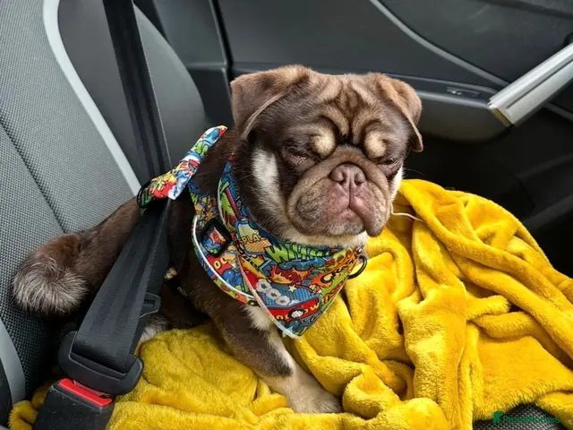 Pug dogs for stud: Compact kc registered choc pug for stud - Advert 2