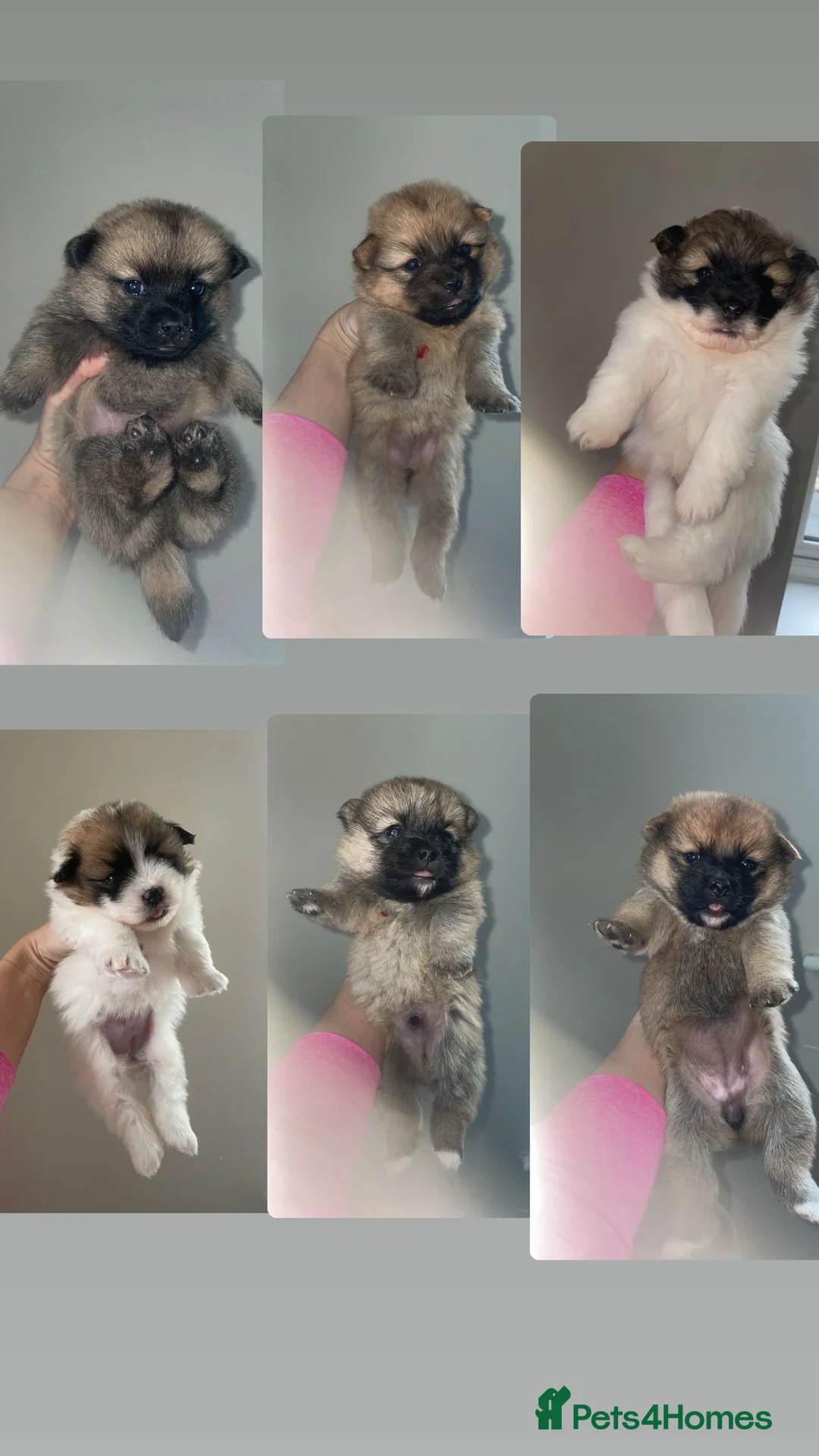Mixed Breed dogs for sale: Pomeranian/ Aussie poms  - Advert 2