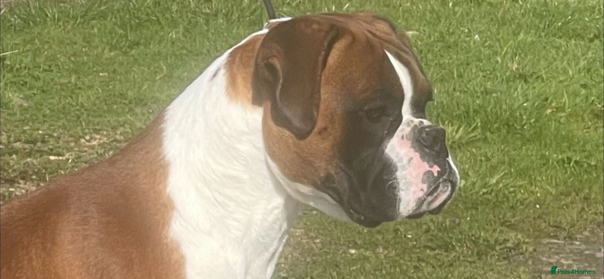Boxer dogs Proven KC registered stud dog - Advert 3