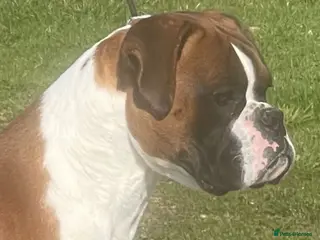 Boxer dogs Proven KC registered stud dog - Advert 3