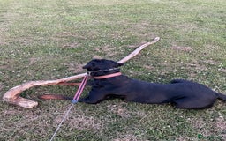 Rottweiler dogs for sale: Female Rottweiler - Image 5