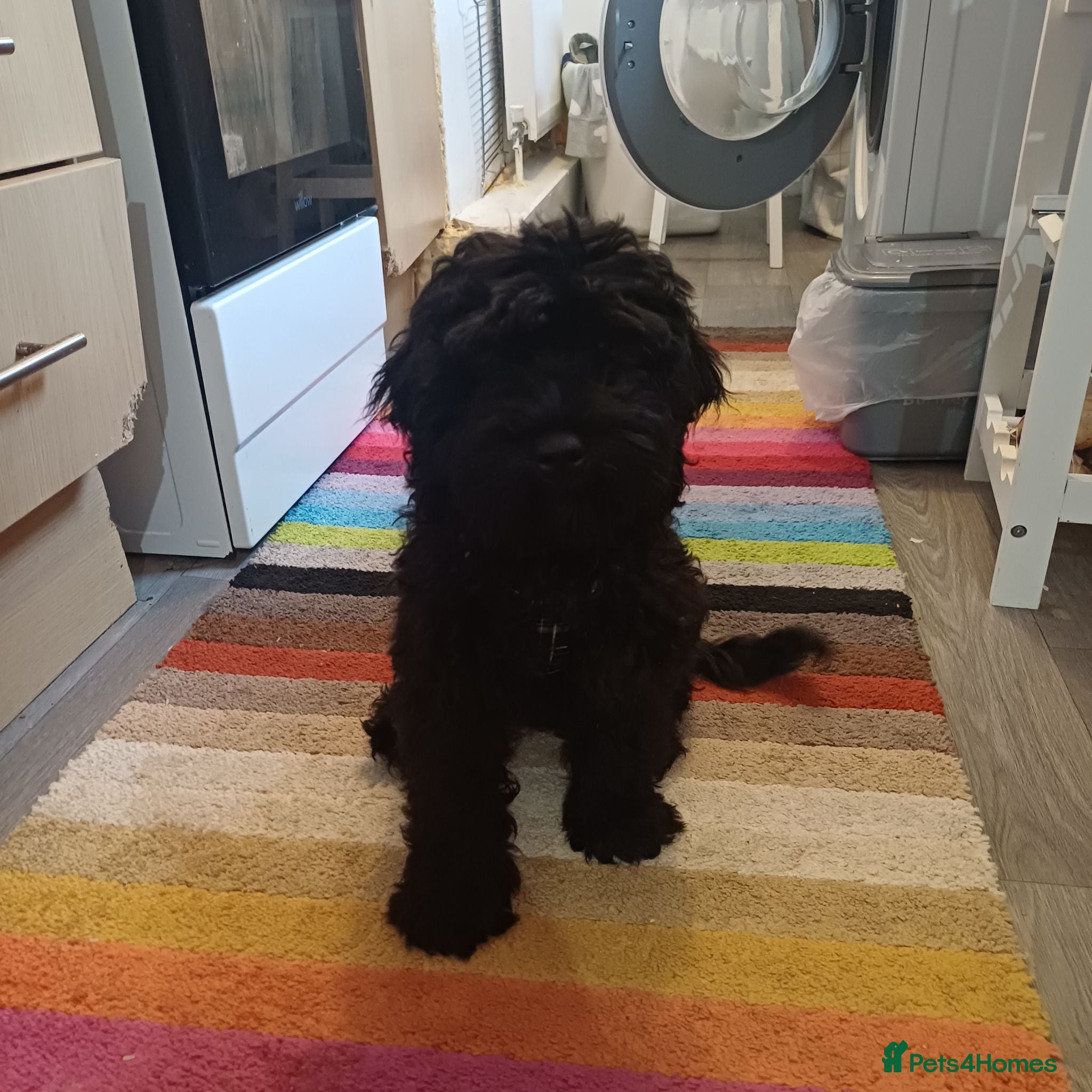Cockapoo dogs Adorable Friendly Cockapoo Puppy - Advert 1