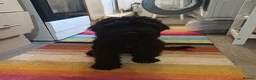 Cockapoo dogs for sale: Adorable Friendly Cockapoo Puppy - Advert 1