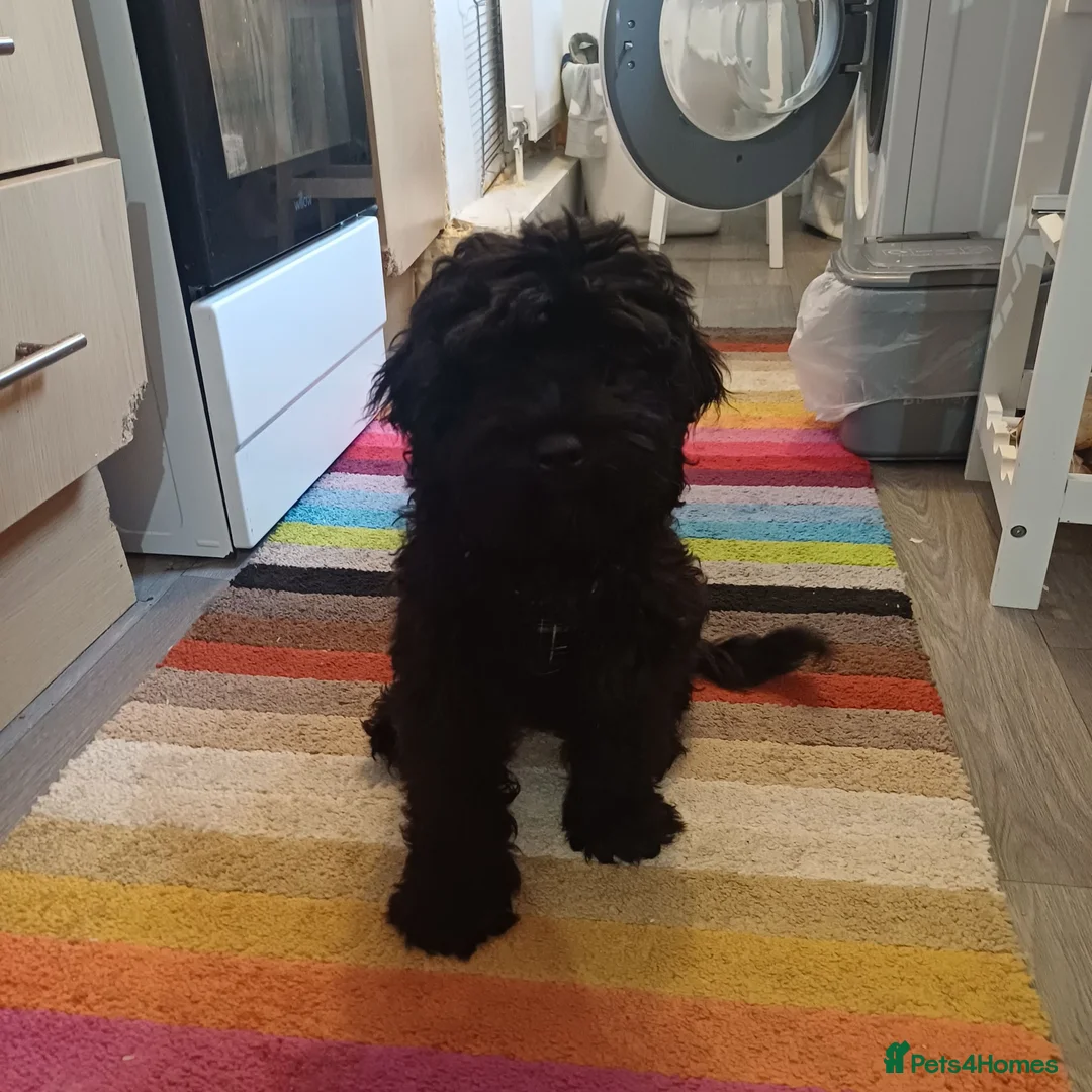 Cockapoo dogs for sale: Adorable Friendly Cockapoo Puppy - Advert 1