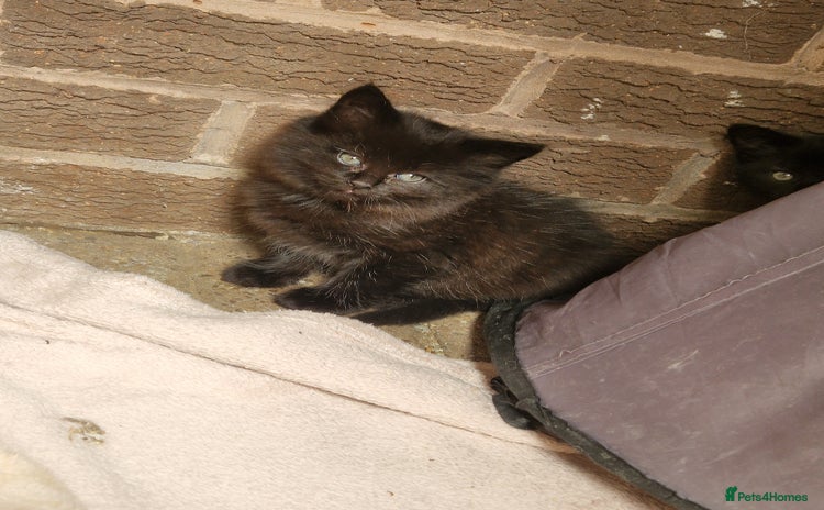 Mixed Breed cats for sale - Advert 1