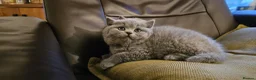 British Shorthair cats for sale: British shorthair kittens are ready for 5* homes  - Advert 5