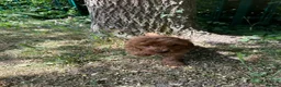 Mixed Breed dogs for sale: F1 Fox red cavapoo  - Advert 6