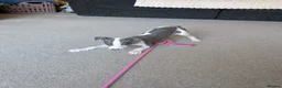 Whippet dogs for sale: Beautiful 12 week old pup seeking forever home - Advert 21