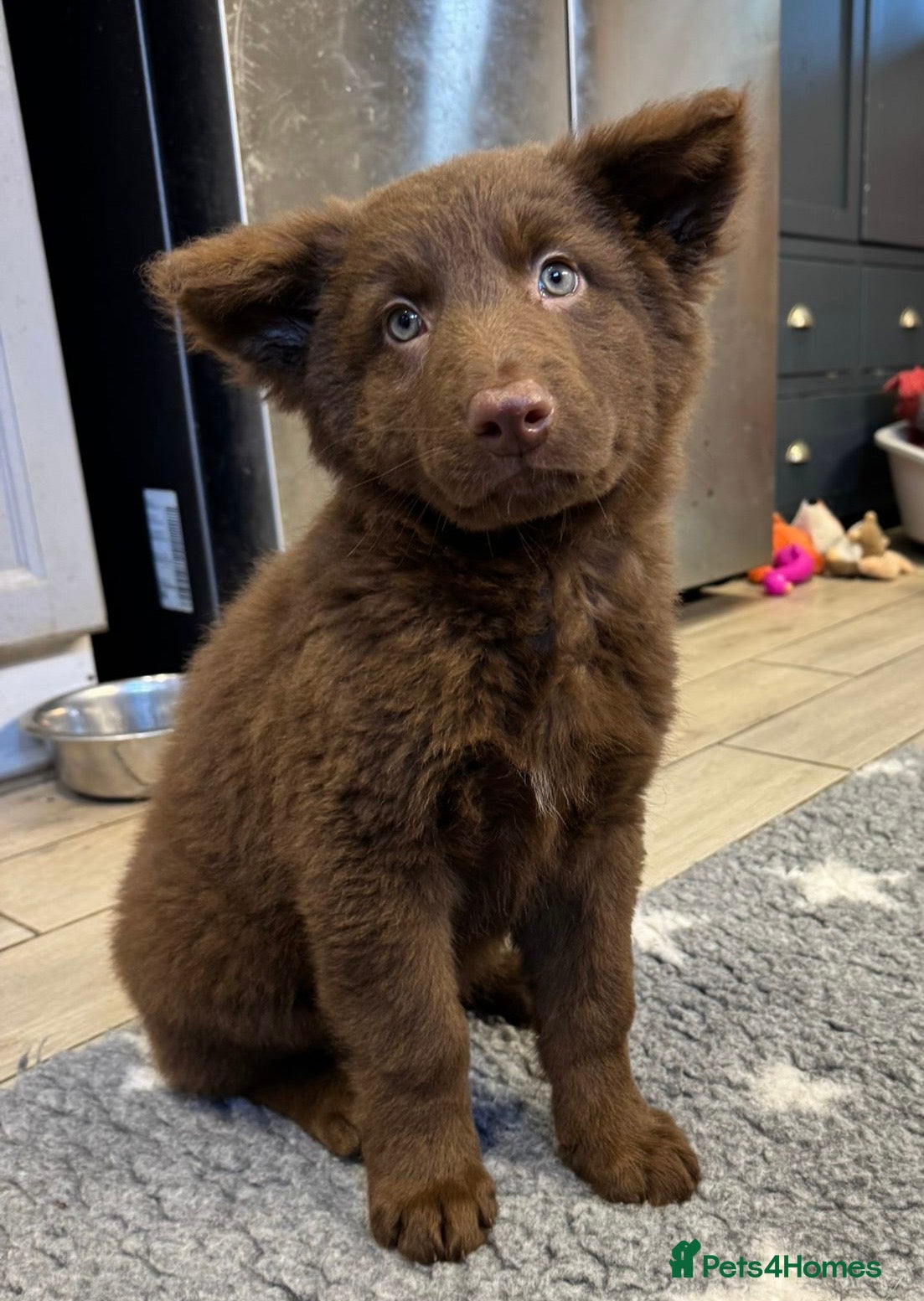 German Shepherd dogs Extensively Health Tested Puppies 🐾 - Advert 5