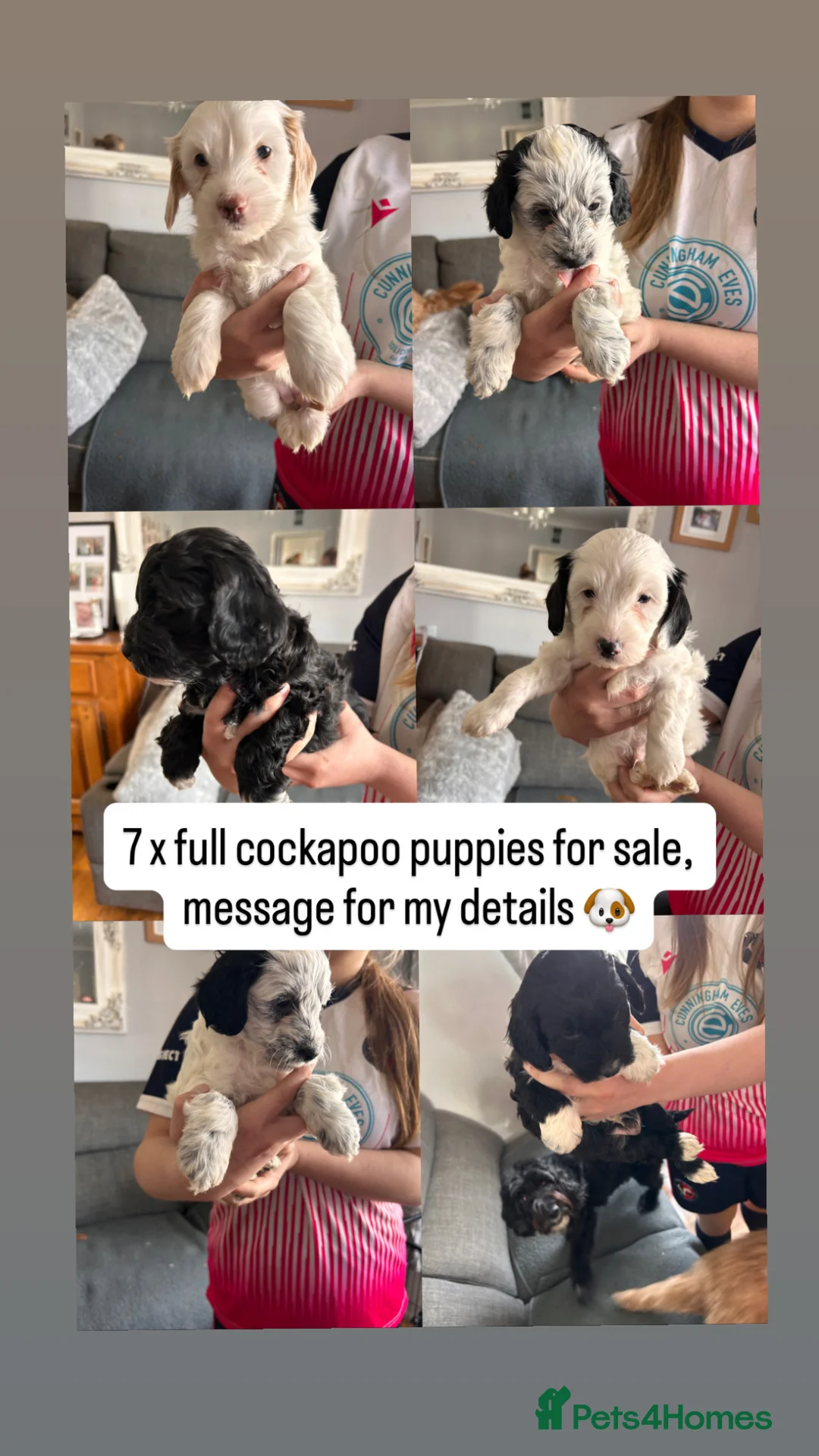 Cockapoo dogs for sale: 7x beautiful cockapoo ready to go!🥰 - Advert 30