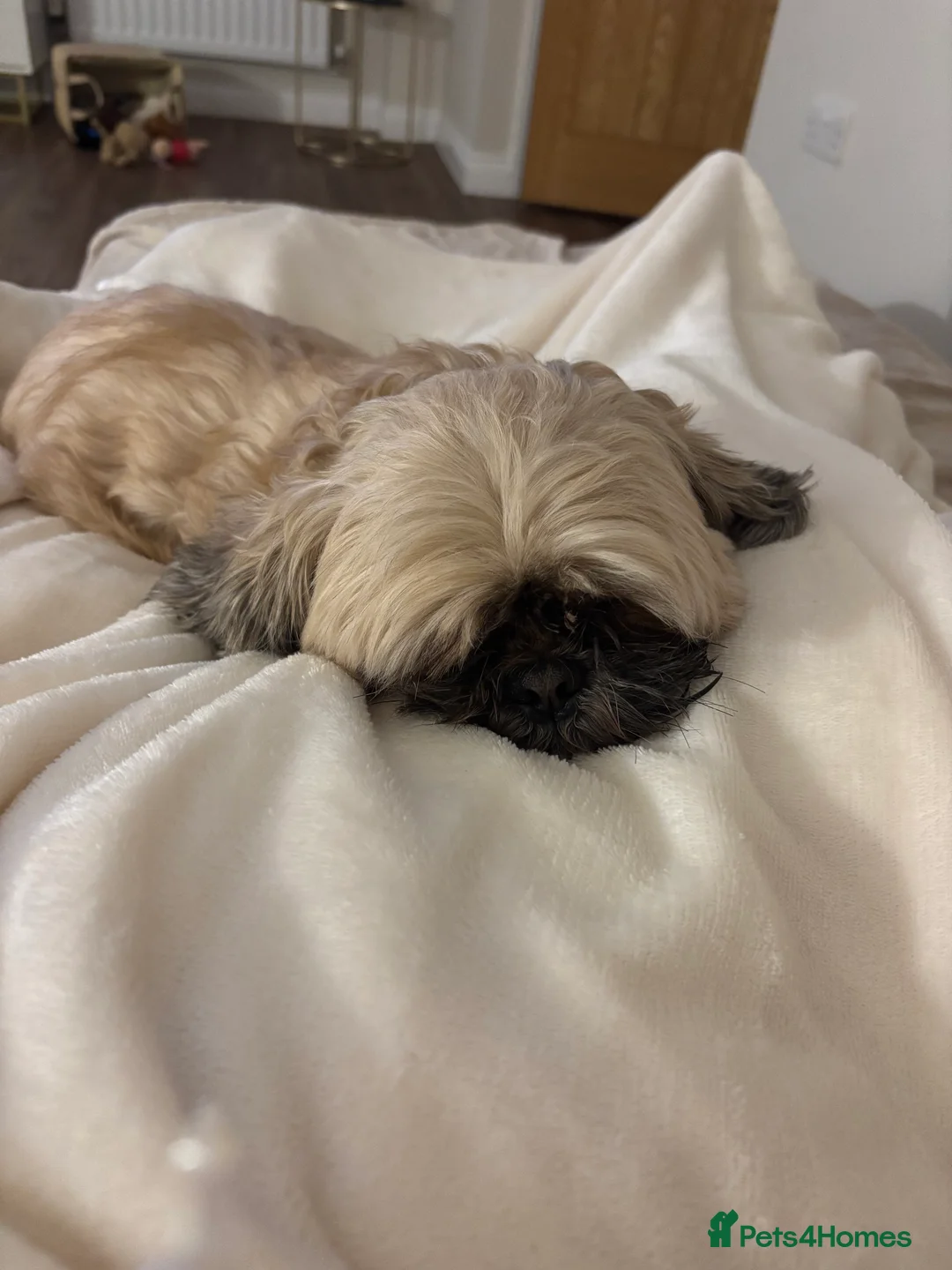 Shih Tzu dogs for stud: Male dog - Advert 5