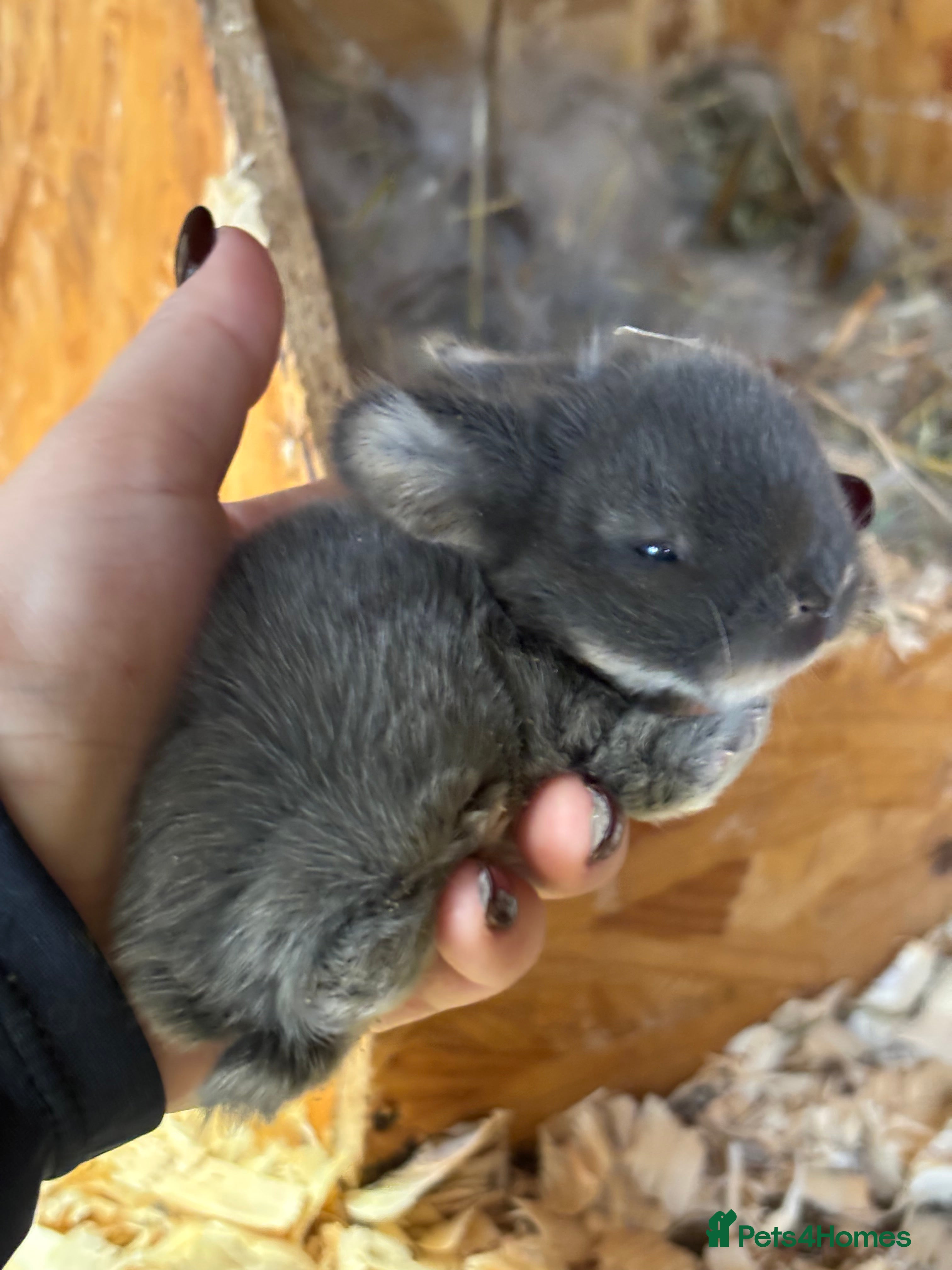 Mini Lop rabbits White & Grey Mini Lops - Advert 4