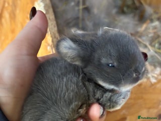 Mini Lop rabbits White & Grey Mini Lops - Advert 4