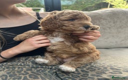 Irish Doodle dogs for sale: F2b Gorgeous Irish Doodles  - Image 10