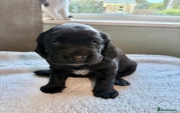Cockerdor dogs for sale: Gorgeous Cockador puppies  - Image 11