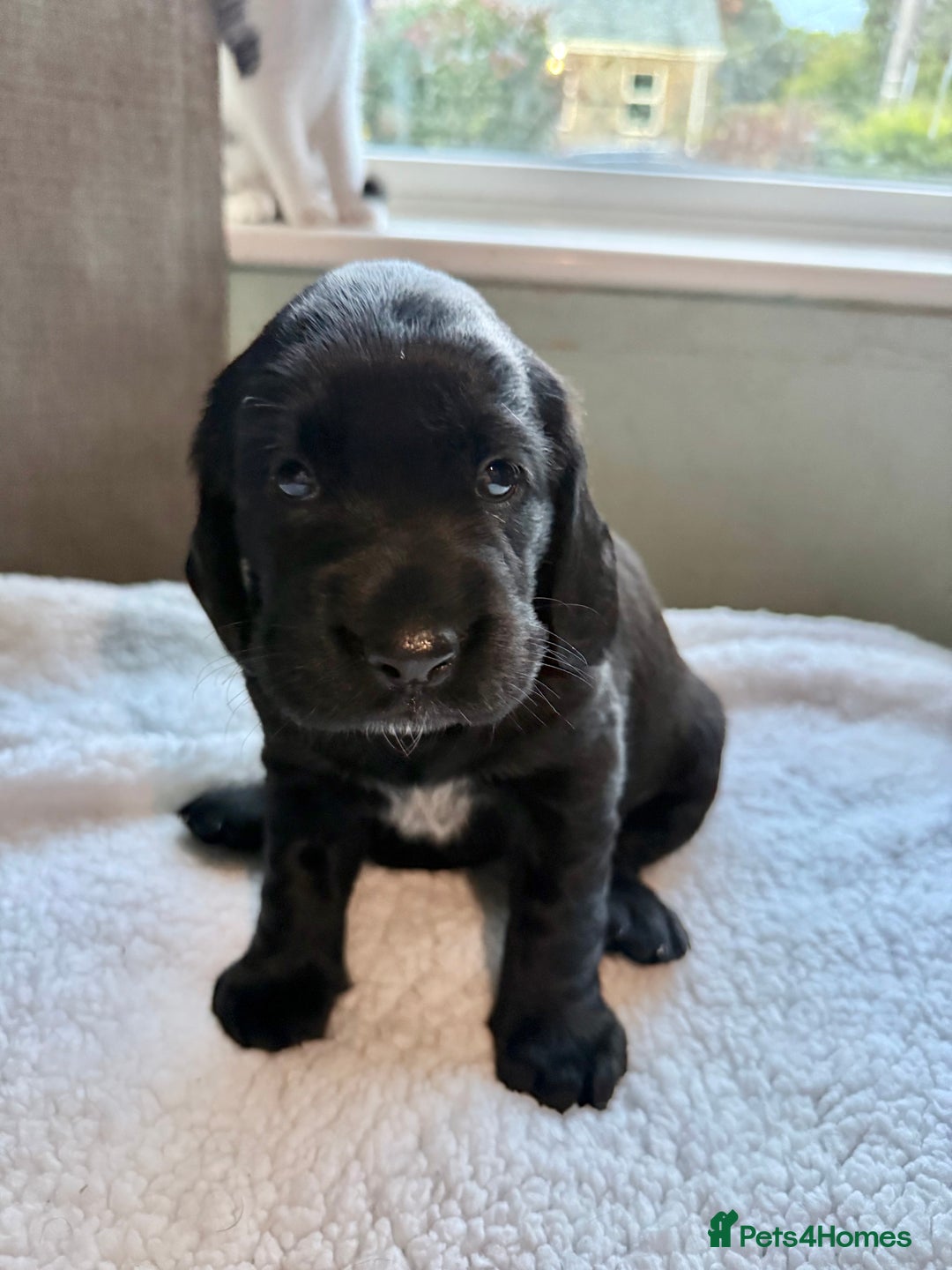 Cockerdor dogs for sale: Gorgeous Cockador puppies  - Image 11