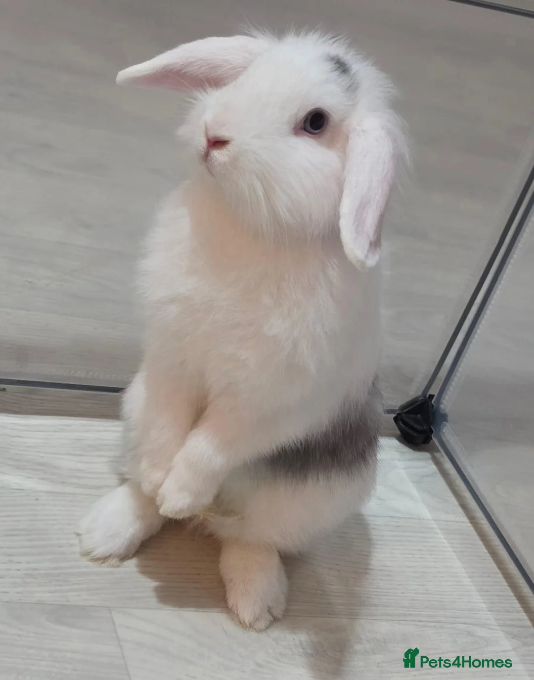 Mixed Breed rabbits for sale: Female lionhead/lop bunnys in Hengoed - Advert 6