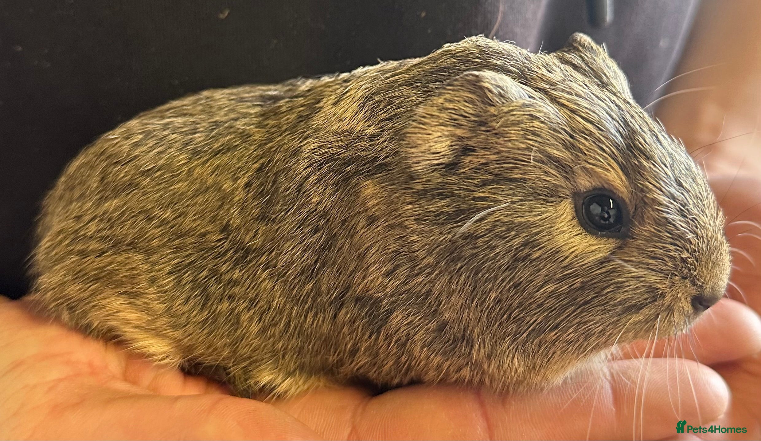 Guinea Pig rodents Girls and boys available  - Advert 16