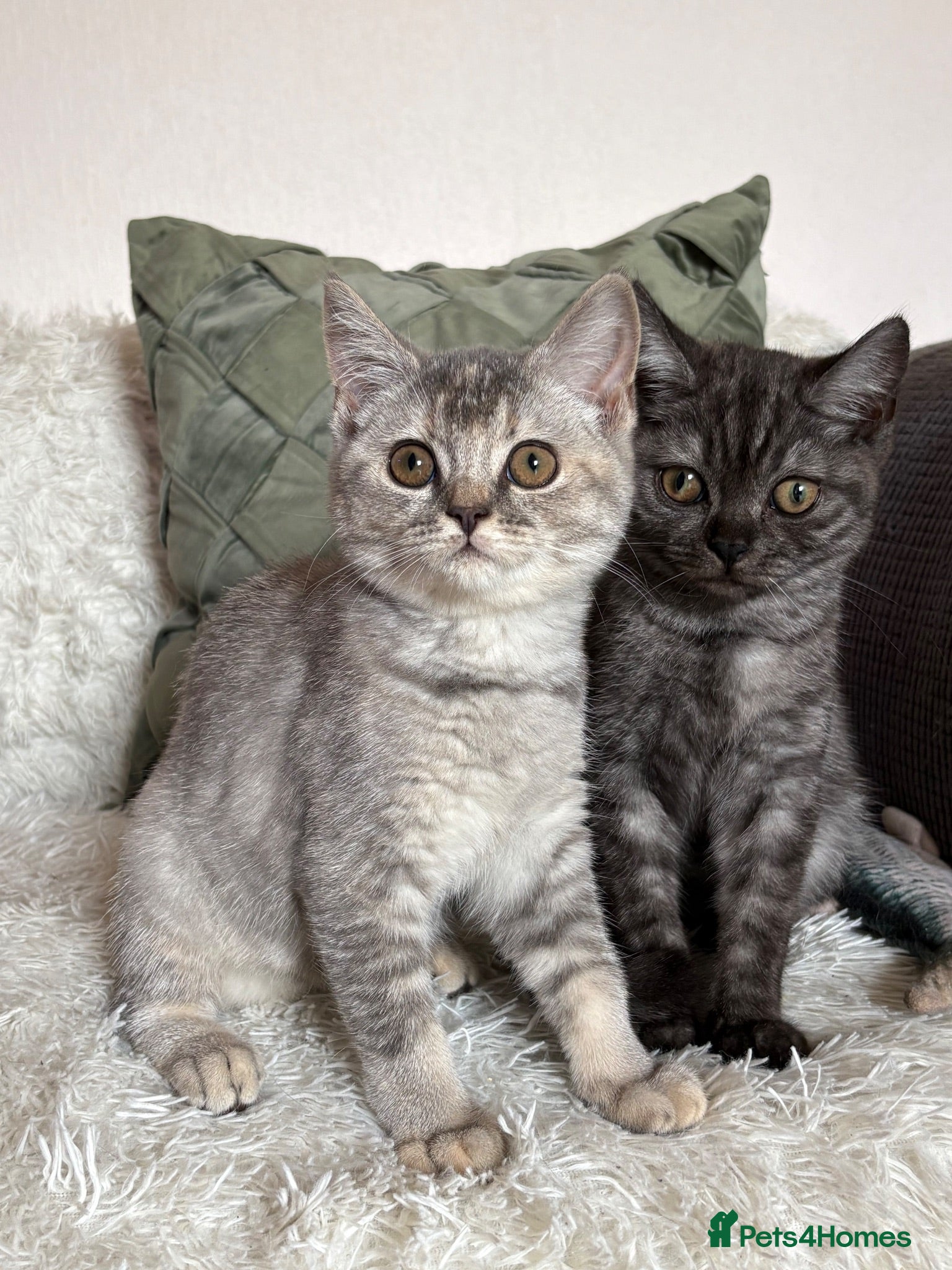 British Shorthair cats British shorthair kittens  - Advert 17