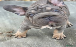 French Bulldog dogs for sale: Blue and tan merle french bulldogs - Image 7